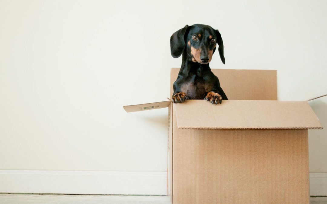 We verhuizen!